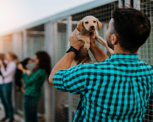 adopt or shop