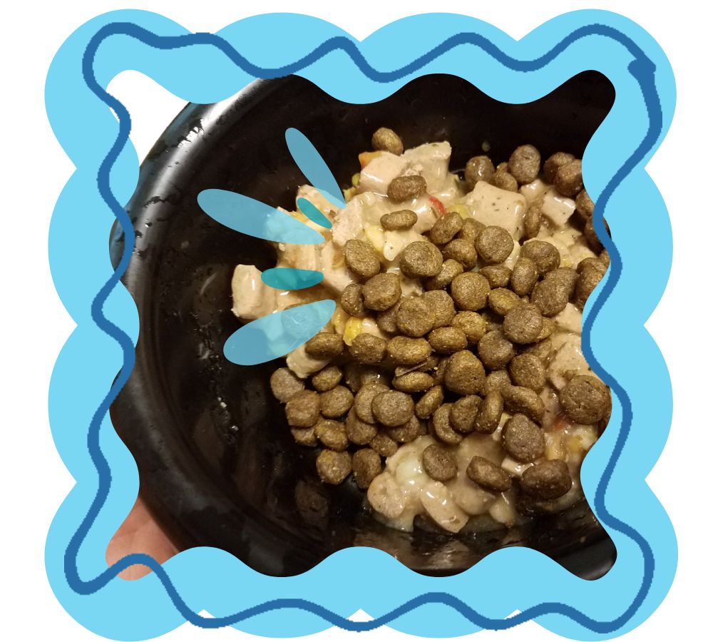 Keeping your dog cool in summer: nutrition edition hydration