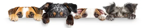 Newsletter Banner
