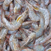 FreeDigitalPhotos.net Crustaceans