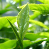 Image: kira69 / Stock.XCHNG Green Tea