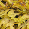 Image: maiapi / Stock.XCHNG Seaweed