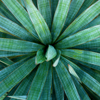Image: alutz72688 / Stock.XCHNG Yucca Extract